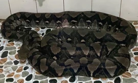 Con trăn gấm nặng khoảng 50kg phát hiện tại nhà người dân ở Tây Ninh. Ảnh: ĐTTTB