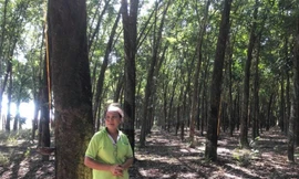 Khu đất 55ha trong vụ án.