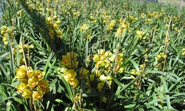 Địa lan Đà Lạt nở sớm