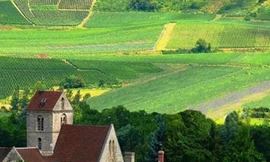 Nước Pháp đẹp như tranh mùa thu hoạch nho