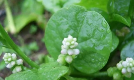 Rau mồng tơi tốt cho đường ruột