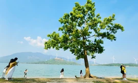 Đến Quảng Trị, chữa lành tâm hồn bên… 'cây cô đơn' 