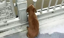 Chủ nhảy xuống sông, chú chó trung thành vẫn kiên nhẫn nằm đợi bên cầu suốt 4 ngày