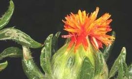 Bài thuốc chữa vô sinh do lạc nội mạc tử cung