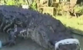 Bé trai 10 tuổi bắt… cá sấu