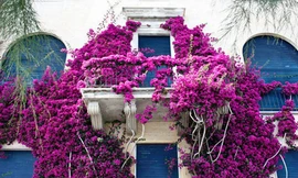 Ban công nở đầy hoa