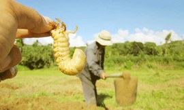 Kiếm 500.000 đồng/ngày nhờ săn sùng đất