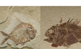 Mexico tìm thấy hóa thạch cá niên đại 110 triệu năm