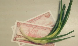 Nhiều cổ phiếu không mua nổi… cọng hành