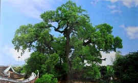 Hai ‘báu vật’ phủ Lạng Thương