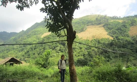 Tìm thấy vườn bưởi của bộ đội Tây Tiến