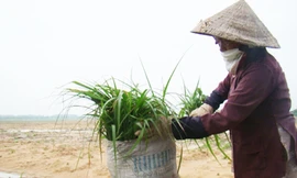 Bà Nguyễn Thị Hai cắt cỏ nuôi bò trong KCN Nhơn Trạch 6