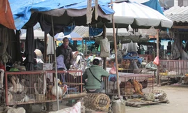 Lập đội đặc nhiệm chống cúm A/H7N9