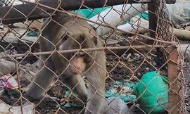 Bàn giao khỉ cụt đuôi cực quý hiếm