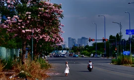 Hoa kèn hồng nở rực trên nhiều tuyến đường ở TPHCM, hút người dân 'check-in'