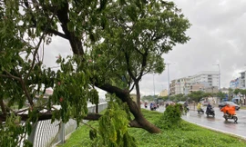 Trời TPHCM xám xịt, mưa dông làm cây xanh bật gốc