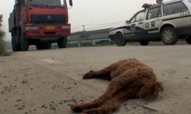 Chú chó cưng của mẹ anh Su Cheng nằm trên đường ở Nam Kinh, tỉnh Giang Tô sau khi bị xe tải cán chết