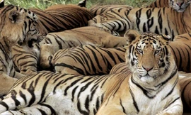 Ít nhất 10 con hổ đã bị giết để mua vui cho quan chức và doanh nhân giàu có ở Trung Quốc