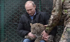 Tổng thống Nga Vladimir Putin chơi đùa cùng báo hoang