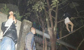 Gái bán dâm trèo lên cây không chịu xuống