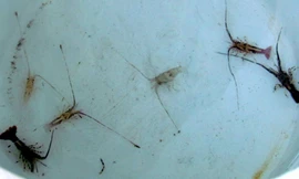 Tôm hùm giống bắt được ở bãi Dừa 