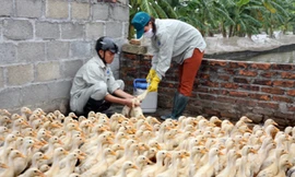 Tiêm vaccine cho gia cầm. Ảnh: Đình Huệ/TTXVN