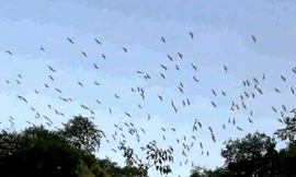 Từng đàn cò bay rợp cả một khoảng trời