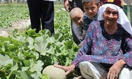 Cụ Ali Mihan trên cánh đồng dưa ưới của mình