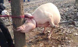 Con lợn cắn chết bé Wei. 