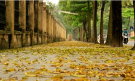 Lá vàng rụng phủ những con phố nội đô. 