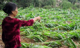 Trận lốc xoáy khiến nhiều hécta ngô vụ xuân của người dân Hương Khê đổ rạt hàng loạt 