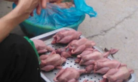 Bồ câu non tẩm sẵn gia vị giá siêu rẻ