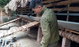 Đã có hơn 80 con dê trong trang trại của ông Hoan bị chết. Ảnh: Báo Lào Cai. 