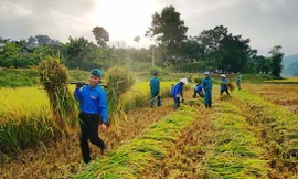 Đoàn viên thanh niên Hà Tĩnh giúp bà con nông dân thu hoạch lúa Xuân.