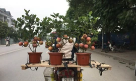 Cảnh giác với chiêu trò dùng keo dán 'trồng' bonsai trĩu quả cận Tết