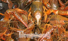 1 tấn tôm hùm đất 'đổ bộ' vào Việt Nam bị phát hiện