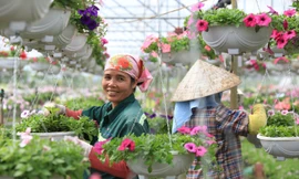 Ngày 8/3 của những người phụ nữ ở làng hoa nổi tiếng Hà Nội