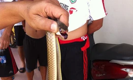 Tuyển thủ U23 Việt Nam tay không tóm rắn