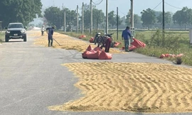 Bất chấp nguy hiểm, ngang nhiên biến quốc lộ thành sân phơi lúa