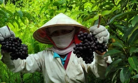 Chị Hiền đang hái nho rừng 