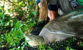 Rùa Hoàn Kiếm ở Đồng Mô từng nhiều lần chết hụt