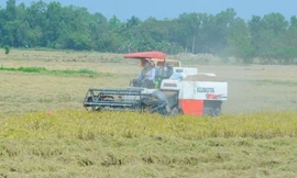 Cảnh báo xâm nhập mặn ở ĐBSCL vào sâu 70km, ảnh hưởng 100.000ha lúa, cây ăn trái