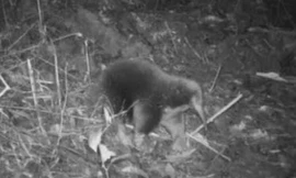 Hình ảnh loài thú lông nhím ở Indonesia lọt vào camera của nhóm nghiên cứu động vật