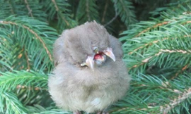 Kỳ lạ chim hai đầu, ba mỏ