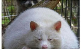 Động vật cũng… béo phì