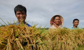 Có bị bệnh thành tích?