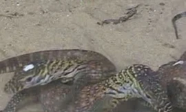 7 con rồng Komodo hiếm chào đời ở Indonesia