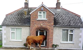 Bò biết tìm đường