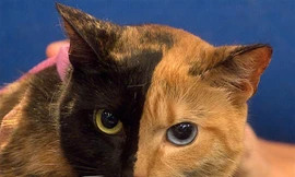 Giải mã mèo hai mặt