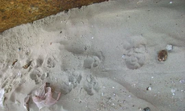 Người giậm chân đuổi mãnh thú ở Quảng Ngãi